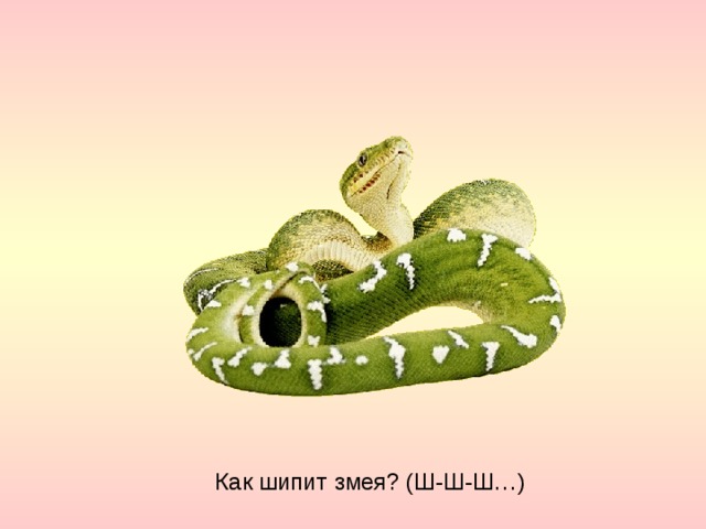 Как шипит змея? (Ш-Ш-Ш…) 