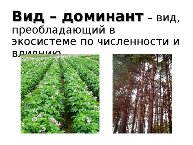 Вид – доминант  – вид, преобладающий в экосистеме по численности и влиянию 