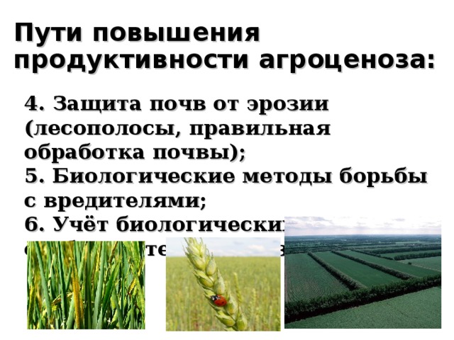 Пути повышения продуктивности агроценоза: 4. Защита почв от эрозии (лесополосы, правильная обработка почвы); 5. Биологические методы борьбы с вредителями; 6. Учёт биологических особенностей организмов 