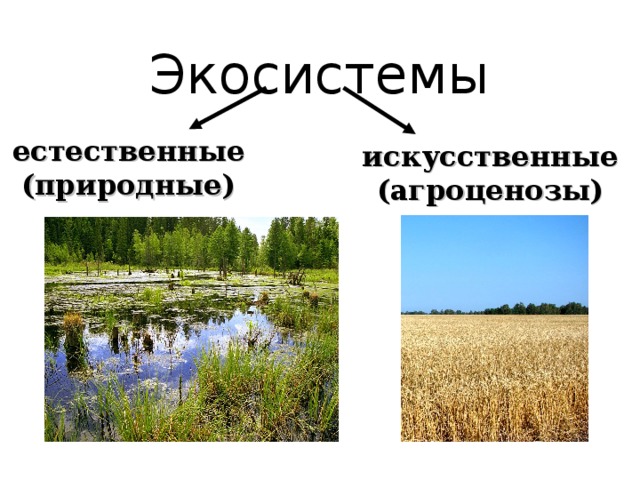 Экосистемы естественные (природные) искусственные (агроценозы) 