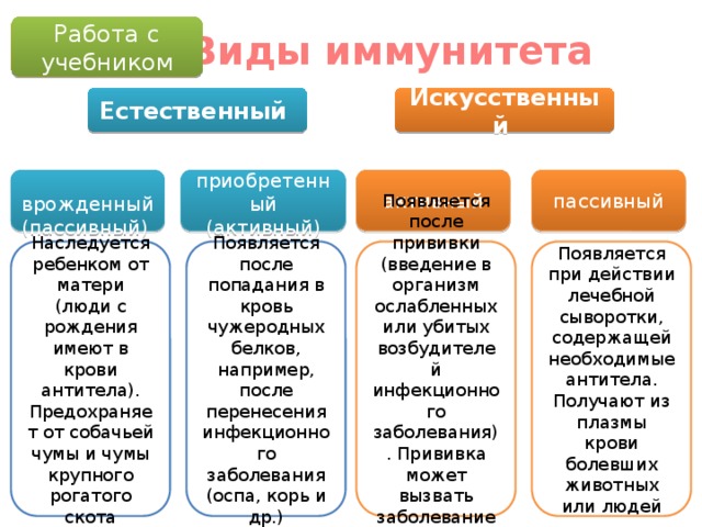 Работа с учебником Виды иммунитета Естественный Искусственный  врожденный  приобретенный  активный  пассивный (пассивный) (активный) Наследуется ребенком от матери (люди с рождения имеют в крови антитела). Предохраняет от собачьей чумы и чумы крупного рогатого скота Появляется после попадания в кровь чужеродных белков, например, после перенесения инфекционного заболевания Появляется после прививки (введение в организм ослабленных или убитых возбудителей инфекционного заболевания). Прививка может вызвать заболевание в легкой форме Появляется при действии лечебной сыворотки, содержащей необходимые антитела. Получают из плазмы крови болевших животных или людей (оспа, корь и др.) 