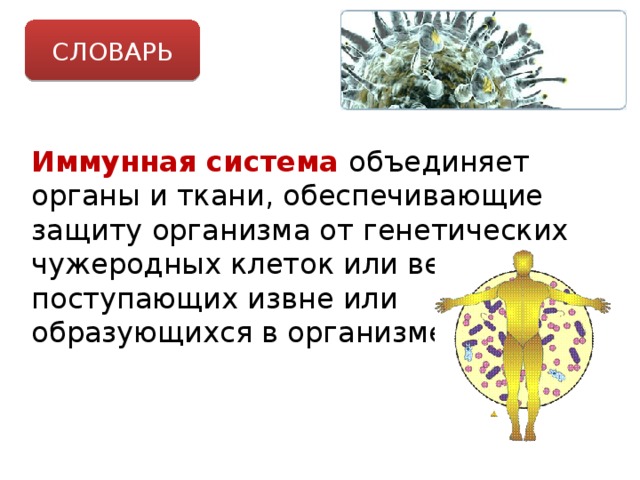 СЛОВАРЬ Иммунная система объединяет органы и ткани, обеспечивающие защиту организма от генетических чужеродных клеток или веществ, поступающих извне или образующихся в организме. 