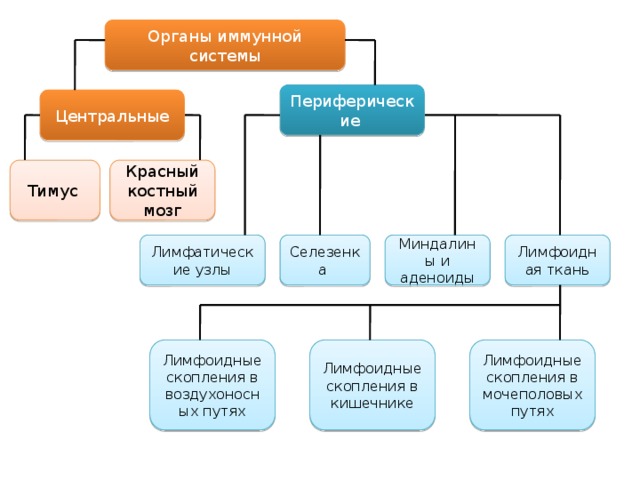 Органы иммунной системы Периферические Центральные Красный костный мозг Тимус Миндалины и аденоиды Лимфоидная ткань Селезенка Лимфатические узлы Лимфоидные скопления в воздухоносных путях Лимфоидные скопления в кишечнике Лимфоидные скопления в мочеполовых путях 