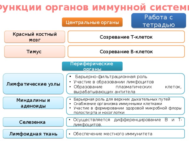 Функции органов иммунной системы Работа с тетрадью Центральные органы Красный костный мозг Созревание Т-клеток Тимус Созревание В-клеток Периферические органы Лимфатические узлы  Б арьерно-фильтрационная роль Участие в образовании лимфоцитов Образование плазматических клеток, вырабатывающих антитела Миндалины и аденоиды Барьерная роль для верхних дыхательных путей Снабжение организма иммунными клетками Участие в формировании здоровой микробной флоры полости рта и носоглотки Селезенка Осуществляется дифференцирование В и Т-лимфоцитов. Лимфоидная ткань Обеспечение местного иммунитета 