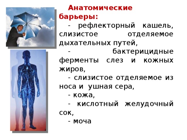 Анатомические барьеры: - рефлекторный кашель, слизистое отделяемое дыхательных путей, - бактерицидные ферменты слез и кожных жиров, - слизистое отделяемое из носа и ушная сера, - кожа, - кислотный желудочный сок, - моча 