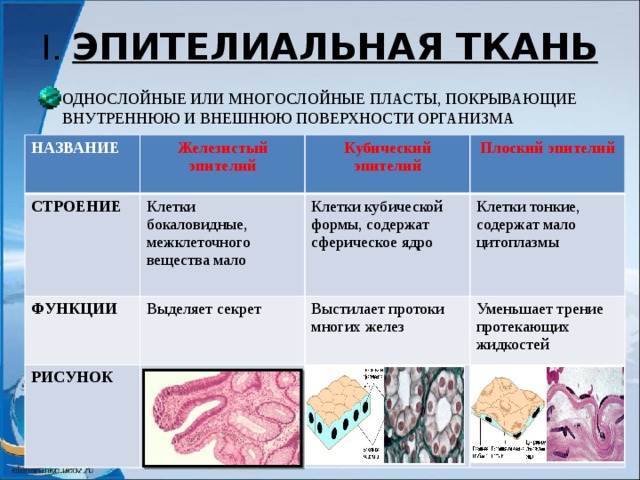 I. ЭПИТЕЛИАЛЬНАЯ ТКАНЬ ОДНОСЛОЙНЫЕ ИЛИ МНОГОСЛОЙНЫЕ ПЛАСТЫ, ПОКРЫВАЮЩИЕ ВНУТРЕННЮЮ И ВНЕШНЮЮ ПОВЕРХНОСТИ ОРГАНИЗМА НАЗВАНИЕ Железистый эпителий СТРОЕНИЕ Клетки бокаловидные, межклеточного вещества мало ФУНКЦИИ Кубический эпителий РИСУНОК Выделяет секрет Клетки кубической формы, содержат сферическое ядро Плоский эпителий Клетки тонкие, содержат мало цитоплазмы Выстилает протоки многих желез Уменьшает трение протекающих жидкостей 