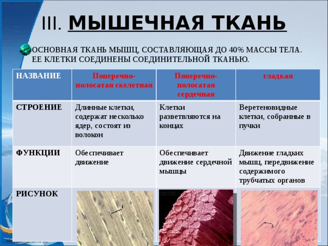 III. МЫШЕЧНАЯ ТКАНЬ ОСНОВНАЯ ТКАНЬ МЫШЦ, СОСТАВЛЯЮЩАЯ ДО 40% МАССЫ ТЕЛА. ЕЕ КЛЕТКИ СОЕДИНЕНЫ СОЕДИНИТЕЛЬНОЙ ТКАНЬЮ. НАЗВАНИЕ Поперечно-полосатая скелетная СТРОЕНИЕ Длинные клетки, содержат несколько ядер, состоят из волокон ФУНКЦИИ Поперечно-полосатая сердечная РИСУНОК Обеспечивает движение Клетки разветвляются на концах гладкая Веретеновидные клетки, собранные в пучки Обеспечивает движение сердечной мышцы Движение гладких мышц, передвижение содержимого трубчатых органов 