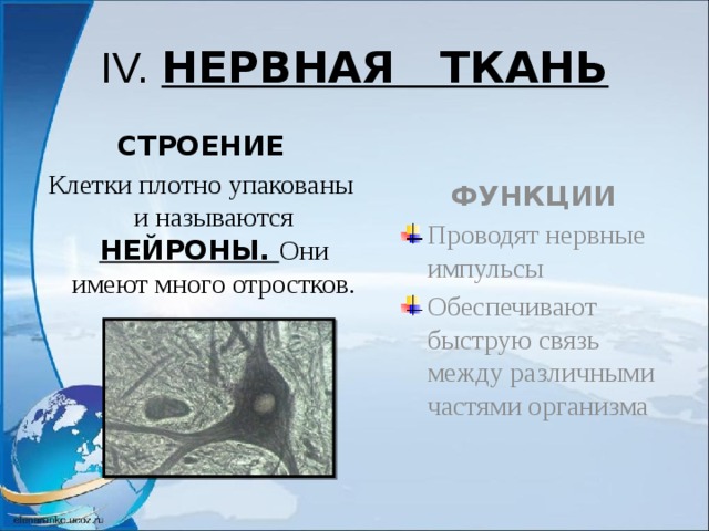 IV. НЕРВНАЯ ТКАНЬ СТРОЕНИЕ ФУНКЦИИ Клетки плотно упакованы и называются НЕЙРОНЫ. Они имеют много отростков. Проводят нервные импульсы Обеспечивают быструю связь между различными частями организма  