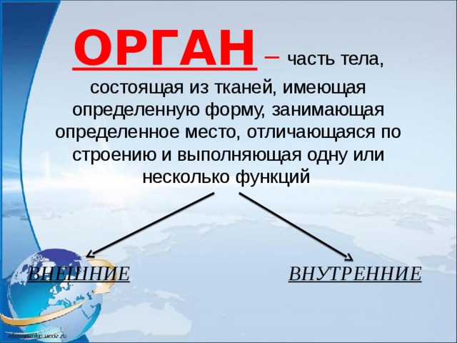 ОРГАН –  часть тела, состоящая из тканей, имеющая определенную форму, занимающая определенное место, отличающаяся по строению и выполняющая одну или несколько функций ВНЕШНИЕ  ВНУТРЕННИЕ 