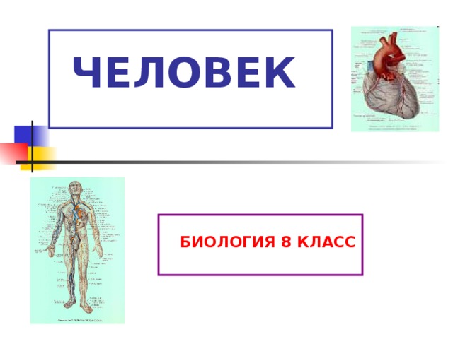   ЧЕЛОВЕК    БИОЛОГИЯ 8 КЛАСС 
