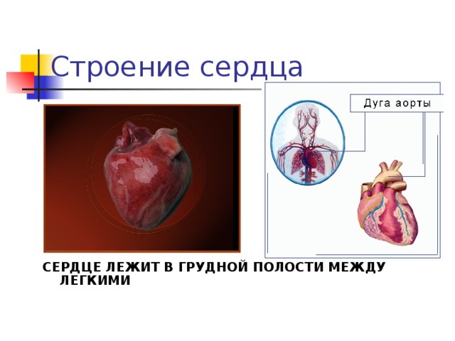 Строение сердца СЕРДЦЕ ЛЕЖИТ В ГРУДНОЙ ПОЛОСТИ МЕЖДУ ЛЕГКИМИ   