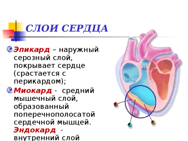 СЛОИ СЕРДЦА Эпикард – наружный серозный слой, покрывает сердце (срастается с перикардом); Миокард  - средний мышечный слой, образованный поперечнополосатой сердечной мышцей. Эндокард - внутренний слой 