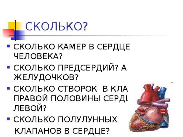 СКОЛЬКО? СКОЛЬКО КАМЕР В СЕРДЦЕ ЧЕЛОВЕКА? СКОЛЬКО ПРЕДСЕРДИЙ? А ЖЕЛУДОЧКОВ? СКОЛЬКО СТВОРОК В КЛАПАНАХ ПРАВОЙ ПОЛОВИНЫ СЕРДЦА? А В ЛЕВОЙ? СКОЛЬКО ПОЛУЛУННЫХ  КЛАПАНОВ В СЕРДЦЕ? 