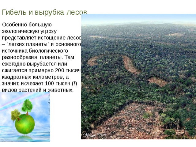 Гибель и вырубка лесов Особенно большую экологическую угрозу представляет истощение лесов – 