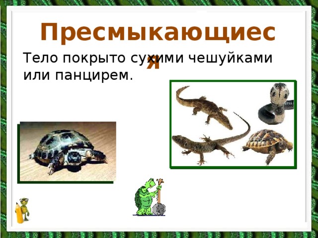 Пресмыкающиеся Тело покрыто сухими чешуйками или панцирем. 