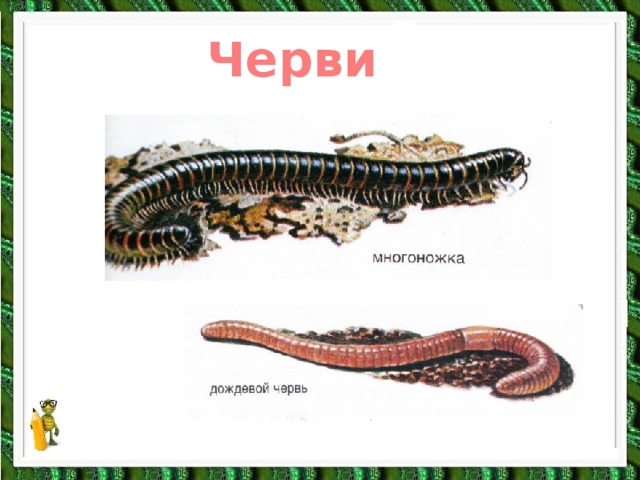 Черви 