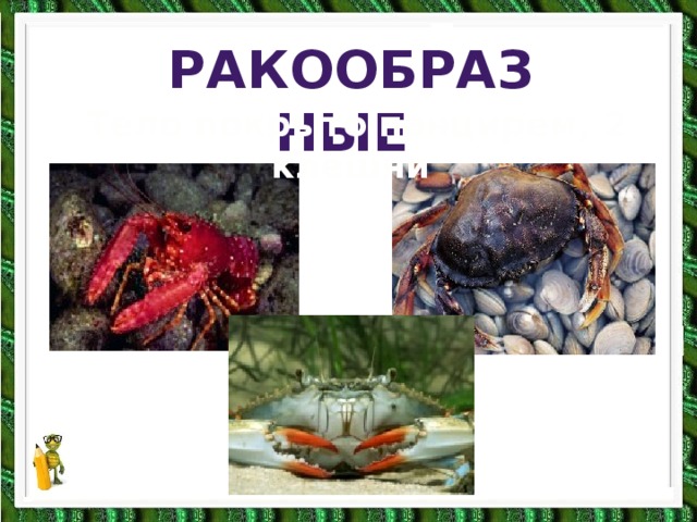 Ракообразные Тело покрыто панцирем, 2 клешни 