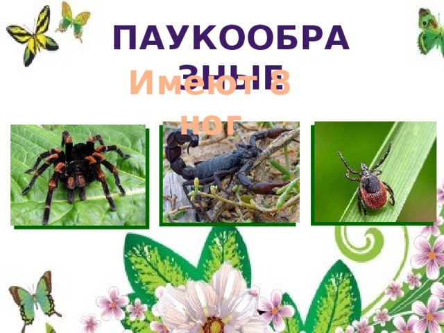 паукообразные Имеют 8 ног 