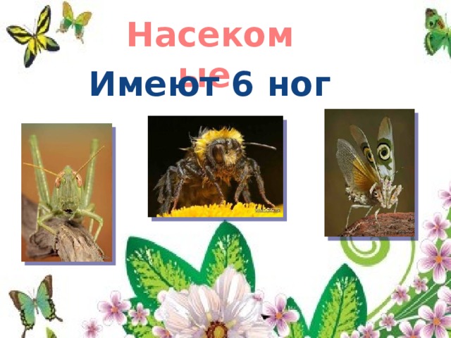 Насекомые Имеют 6 ног 