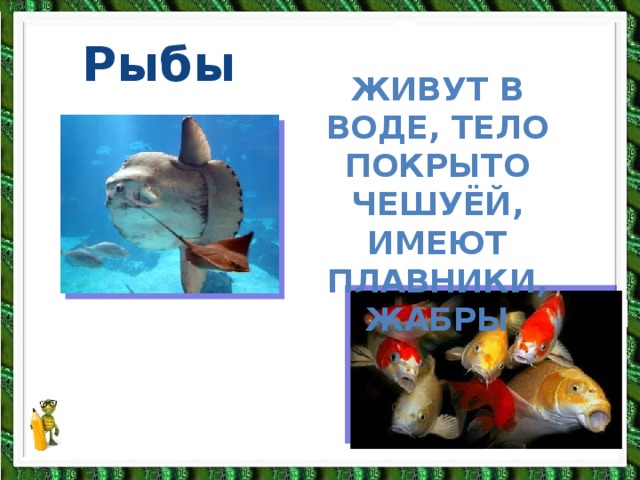 Рыбы Живут в воде, Тело покрыто чешуёй, имеют плавники, жабры 