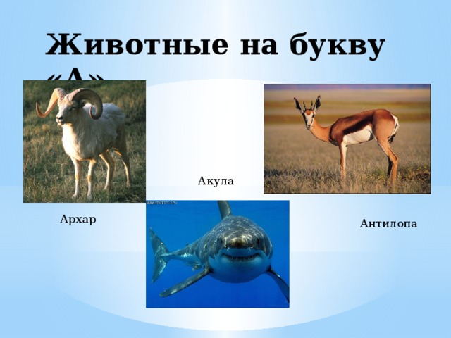 Животные на букву «А» Акула  Антилопа  Архар 