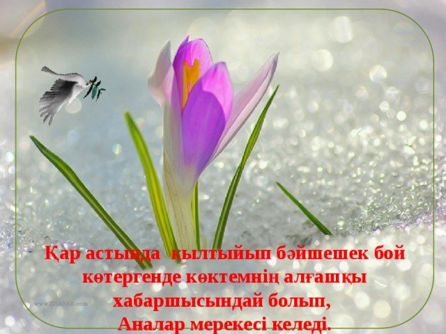   Қар астында қылтыйып бәйшешек бой көтергенде көктемнің алғашқы хабаршысындай болып, Аналар мерекесі келеді. www.ZHARAR.com 