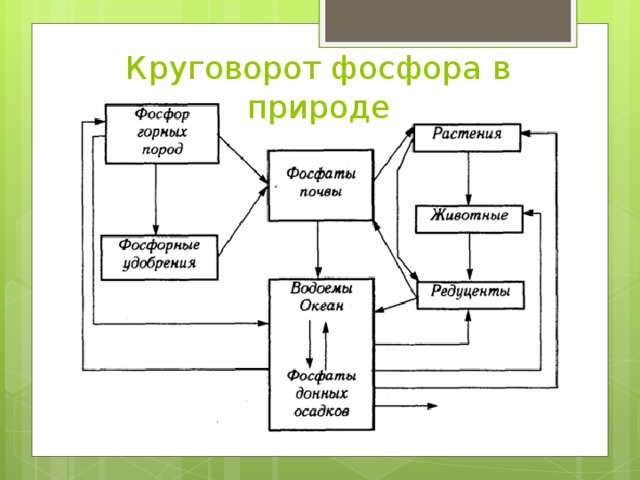 Круговорот фосфора в природе 