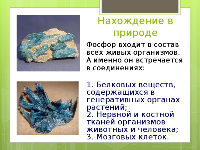 Нахождение в природе Фосфор входит в состав всех живых организмов. А именно он встречается в соединениях: 1. Белковых веществ, содержащихся в генеративных органах растений; 2. Нервной и костной тканей организмов животных и человека; 3. Мозговых клеток. 