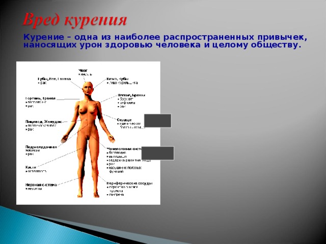  Курение – одна из наиболее распространенных привычек, наносящих урон здоровью человека и целому обществу .   
