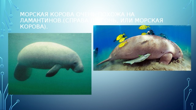 Морская корова очень похожа на ламантинов.(Справа дюгонь, или морская корова). 