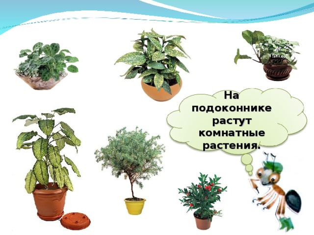 На подоконнике растут комнатные растения. 