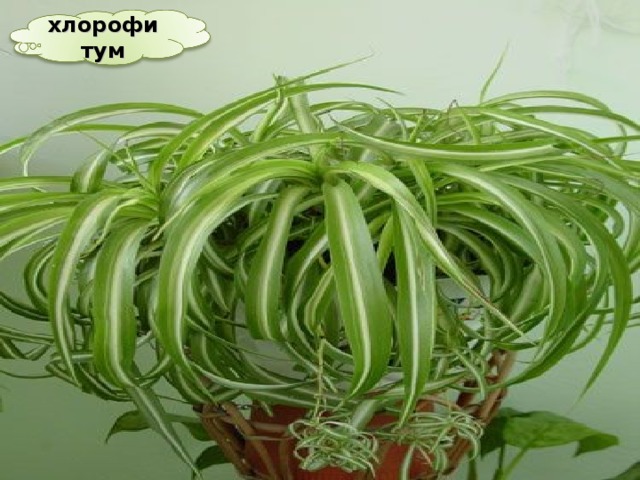 хлорофитум 