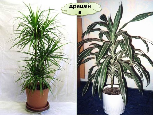 драцена 