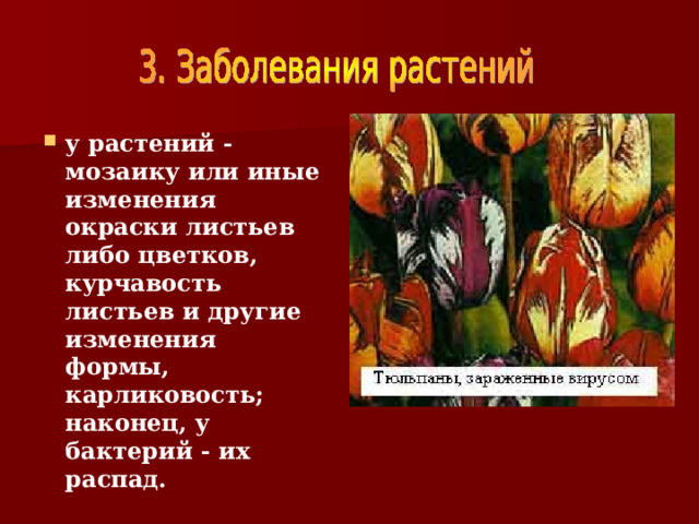 у растений - мозаику или иные изменения окраски листьев либо цветков, курчавость листьев и другие изменения формы, карликовость; наконец, у бактерий - их распад. 