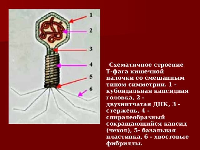          Схематичное строение Т-фага кишечной палочки со смешанным типом симметрии. 1 - кубоидальная капсидная головка, 2 - двухнитчатая ДНК, 3 - стержень, 4 - спиралеобразный сокращающийся капсид (чехол), 5- базальная пластинка, 6 - хвостовые фибриллы. 
