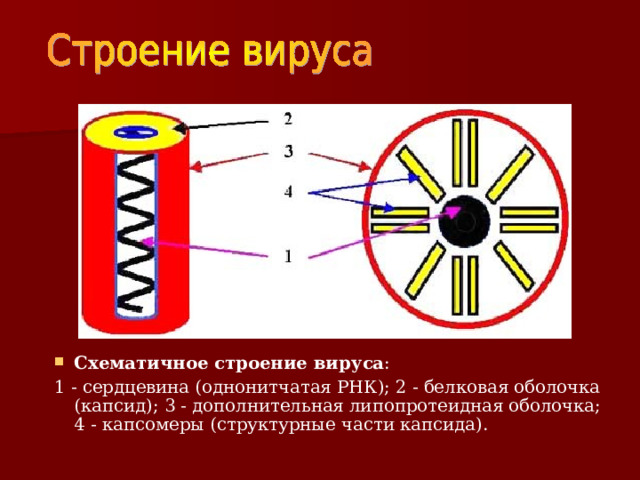 Схематичное строение вируса : 1 - сердцевина (однонитчатая РНК); 2 - белковая оболочка (капсид); 3 - дополнительная липопротеидная оболочка; 4 - капсомеры (структурные части капсида). 