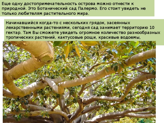 Еще одну достопримечательность острова можно отнести к природной. Это Ботанический сад Палермо. Его стоит увидеть не только любителям растительного мира. Начинавшийся когда-то с нескольких грядок, засеянных лекарственными растениями, сегодня сад занимает территорию 10 гектар. Там Вы сможете увидеть огромное количество разнообразных тропических растений, кактусовые рощи, красивые водоемы, разнообразие прекрасных лилий и многое другое. 