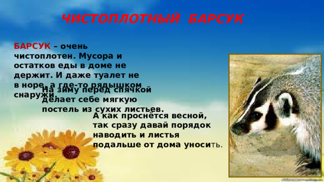 ЧИСТОПЛОТНЫЙ БАРСУК БАРСУК  – очень чистоплотен. Мусора и остатков еды в доме не держит. И даже туалет не в норе, а где-то рядышком снаружи. На зиму перед спячкой делает себе мягкую постель из сухих листьев. А как проснётся весной, так сразу давай порядок наводить и листья подальше от дома уноси ть. 