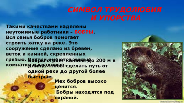 СИМВОЛ ТРУДОЛЮБИЯ  И УПОРСТВА Такими качествами наделены неутомимые работники – БОБРЫ . Вся семья бобров помогает строить хатку на реке. Это сооружение сделано из бревен, веток и камней, скрепленных грязью. Внутри имеются жилые комнатки и кладовые. Бобры строят каналы до 200 м в длину, чтобы сделать путь от одной реки до другой более быстрым. Мех бобров высоко ценится.  Бобры находятся под охраной. 