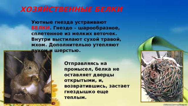 ХОЗЯЙСТВЕННЫЕ БЕЛКИ Уютные гнезда устраивают БЕЛКИ . Гнездо – шарообразное, сплетенное из мелких веточек. Внутри выстилают сухой травой, мхом. Дополнительно утепляют пухом и шерстью. Отправляясь на промысел, белка не оставляет дверцы открытыми, и, возвратившись, застает гнездышко еще теплым. 