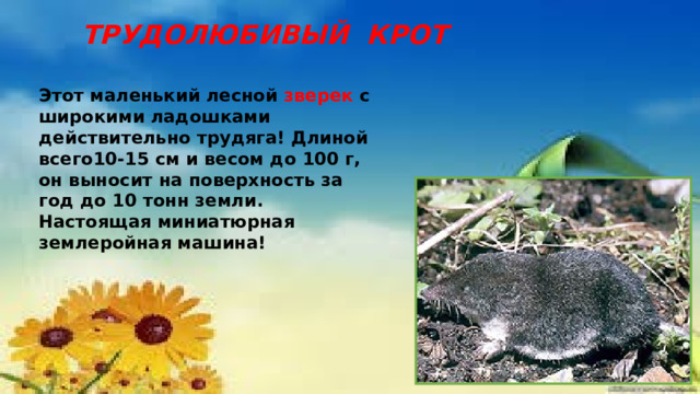 ТРУДОЛЮБИВЫЙ КРОТ Этот маленький лесной зверек с широкими ладошками действительно трудяга! Длиной всего10-15 см и весом до 100 г, он выносит на поверхность за год до 10 тонн земли. Настоящая миниатюрная землеройная машина! 