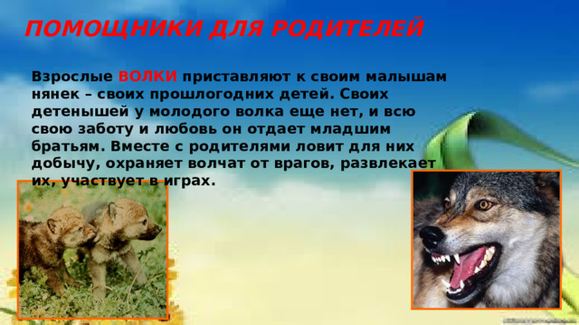 ПОМОЩНИКИ ДЛЯ РОДИТЕЛЕЙ Взрослые ВОЛКИ приставляют к своим малышам нянек – своих прошлогодних детей. Своих детенышей у молодого волка еще нет, и всю свою заботу и любовь он отдает младшим братьям. Вместе с родителями ловит для них добычу, охраняет волчат от врагов, развлекает их, участвует в играх. 