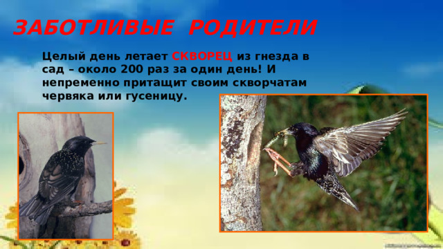 ЗАБОТЛИВЫЕ РОДИТЕЛИ Целый день летает СКВОРЕЦ из гнезда в сад – около 200 раз за один день! И непременно притащит своим скворчатам червяка или гусеницу. 