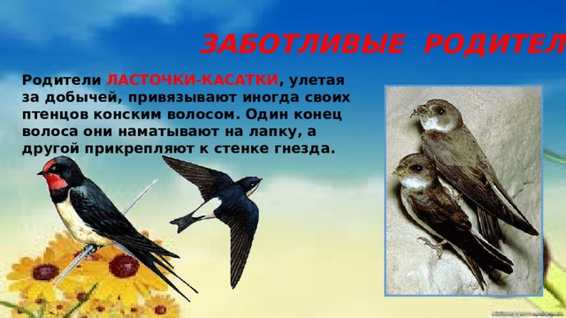 ЗАБОТЛИВЫЕ РОДИТЕЛИ Родители ЛАСТОЧКИ-КАСАТКИ , улетая за добычей, привязывают иногда своих птенцов конским волосом. Один конец волоса они наматывают на лапку, а другой прикрепляют к стенке гнезда. 