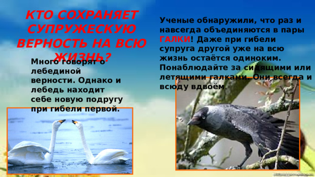 КТО СОХРАНЯЕТ СУПРУЖЕСКУЮ ВЕРНОСТЬ НА ВСЮ ЖИЗНЬ? Ученые обнаружили, что раз и навсегда объединяются в пары ГАЛКИ ! Даже при гибели супруга другой уже на всю жизнь остаётся одиноким. Понаблюдайте за сидящими или летящими галками. Они всегда и всюду вдвоём . Много говорят о лебединой верности. Однако и лебедь находит себе новую подругу при гибели первой. 