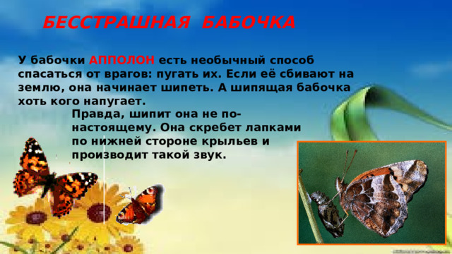 БЕССТРАШНАЯ БАБОЧКА У бабочки АППОЛОН есть необычный способ спасаться от врагов: пугать их. Если её сбивают на землю, она начинает шипеть. А шипящая бабочка хоть кого напугает. Правда, шипит она не по-настоящему. Она скребет лапками по нижней стороне крыльев и производит такой звук. 