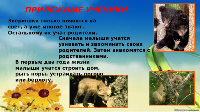 ПРИЛЕЖНЫЕ УЧЕНИКИ Зверюшки только появятся на свет, а уже многое знают. Остальному их учат родители. Сначала малыши учатся узнавать и запоминать своих родителей. Затем знакомятся с родственниками. В первые два года жизни малыши учатся строить дом, рыть норы, устраивать логово или берлогу. 