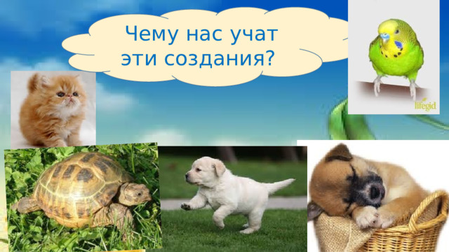 Чему нас учат эти создания? 