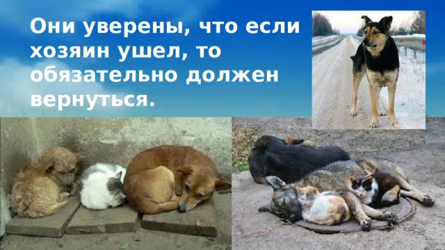 Они уверены, что если хозяин ушел, то обязательно должен вернуться. 