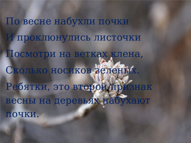 По весне набухли почки И проклюнулись листочки Посмотри на ветках клена, Сколько носиков зеленых. Ребятки, это второй признак весны на деревьях набухают почки. 